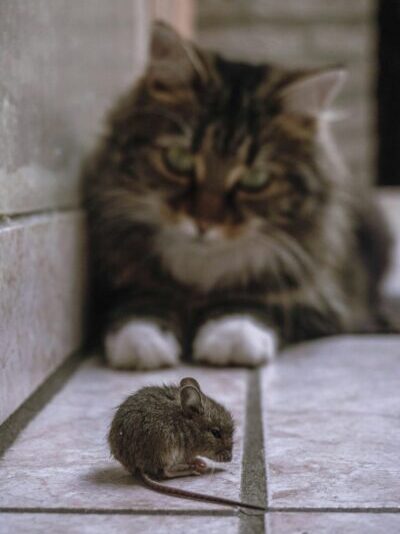 Cat looking at a mouse