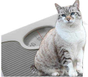 Cat on a weight scale