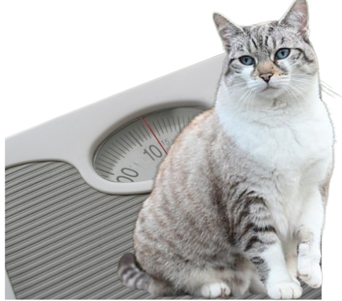 Cat on a weight scale