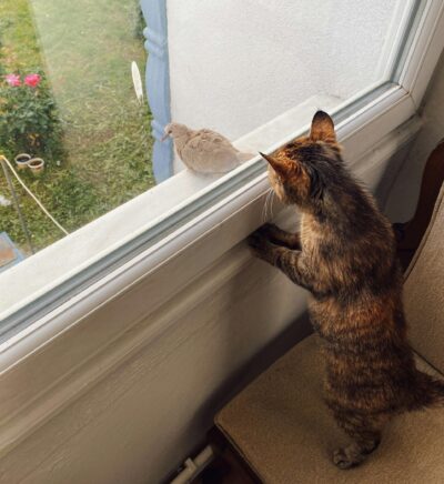 Cat looking at bird through window