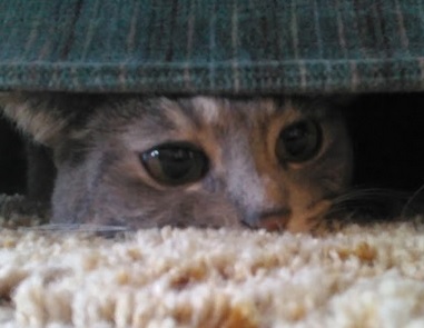 Cat with dilated pupils during playtime