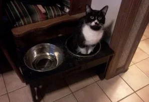 raised cat feeder