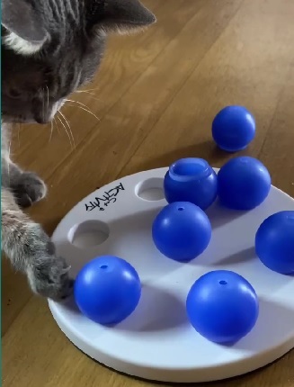 cat playing and eating with treat puzzle toy