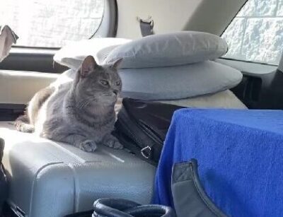 cat inside a car relaxed