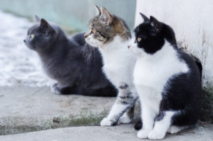 Three cats on porch