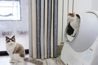 two cats in a room with an automatic litter box