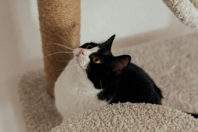 cat and scratching post