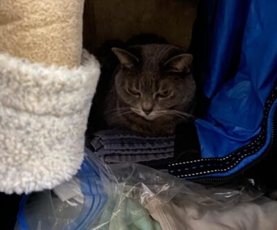 cat hiding in closet