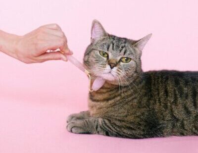 cat receiving massage