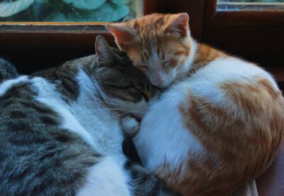 Two cats sleeping together