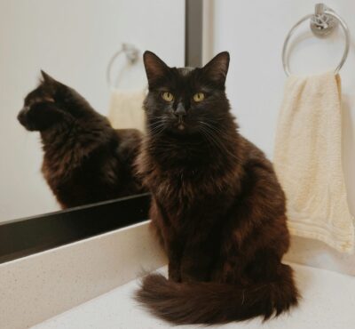 Cat in a bathroom