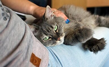 cat sitting on a person's lap