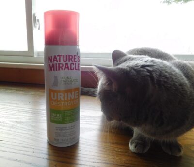 Cat next to a cat urine destroyer spray