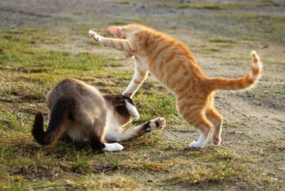 two cats fighting