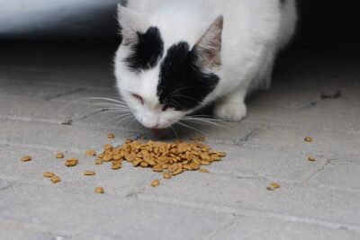 cat eating from floor