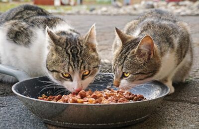 Two cats eating from a plate