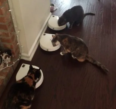 Three-meal Automatic Pet Feeder with Digital Timer (C300)