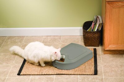 Cat eating from PetSafe 5 meal feeder