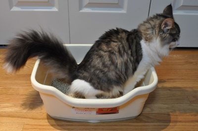 cat using a litter box