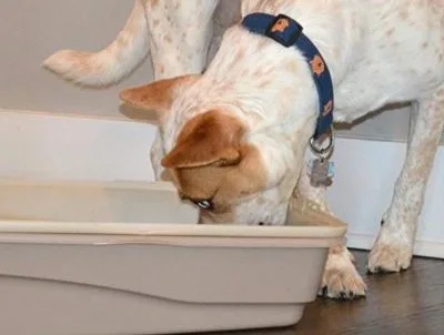 litter box enclosure to keep dogs out