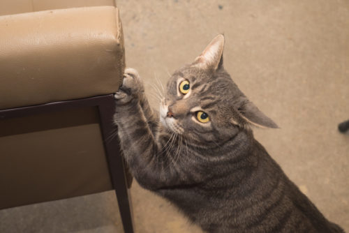 Keep Your Cat From Destroying Your Furniture Here S How To Do It