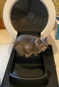 Cat sitting on the LItter-Robot 4