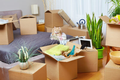 cat between cardboard boxes in a bedroom