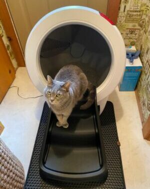 Litter Robot 4 and a cat