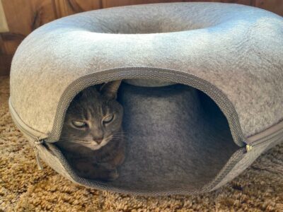 Cat inside a donut shaped bed