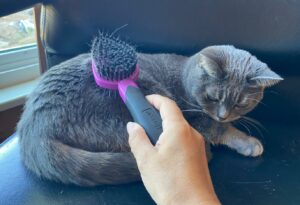 Cat being groomed with a brush