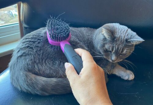 Cat being groomed with a brush