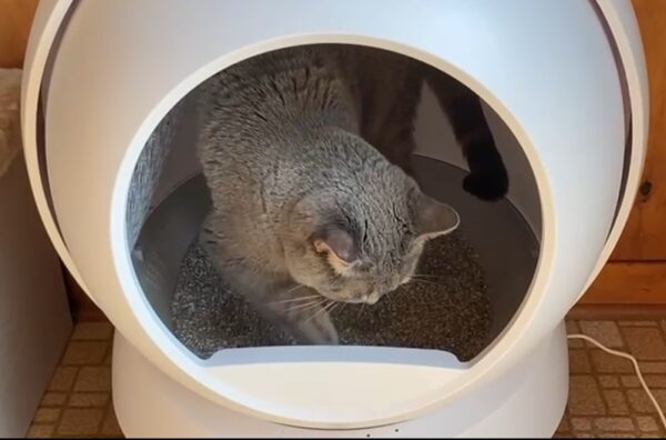 Cat inside the PetSafe SmartSpin